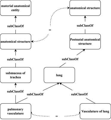 Matching Biomedical Ontologies via a Hybrid Graph Attention Network